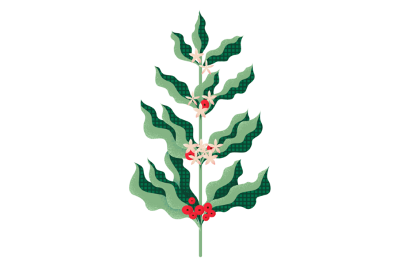 Download Coffee Plant Branch. Decorative Texture - Decorative texture Collection
